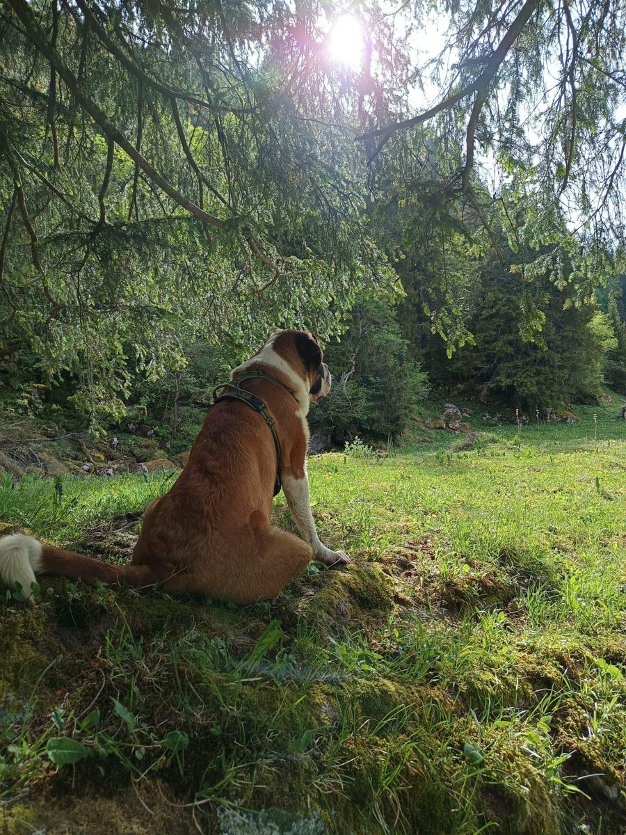 Anouck, la Saint-Bernard du Manoïre, de dos face au paysage du Col de Jaman